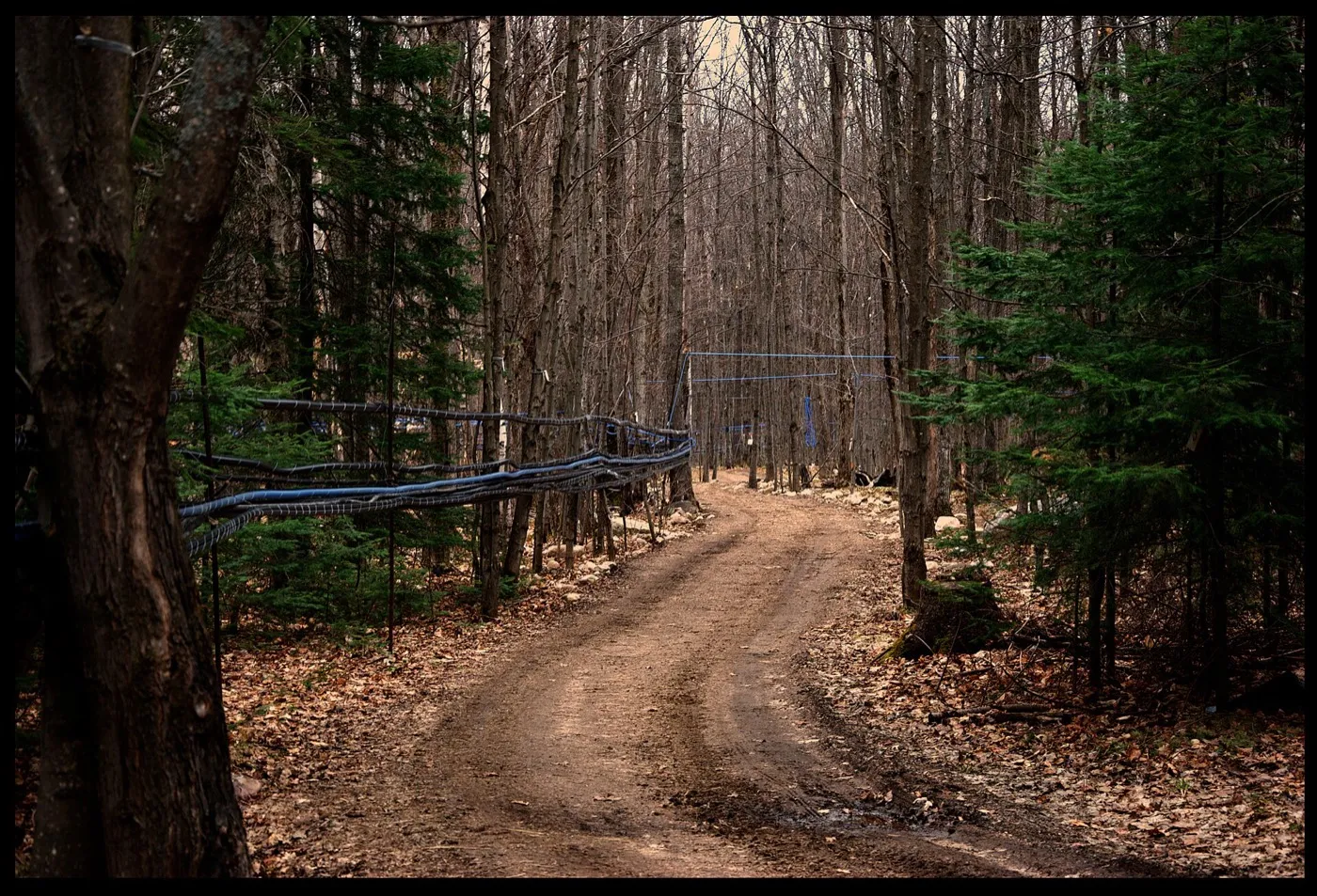 Sugar bush in Powassan — the Maple Capital of Northern Ontario